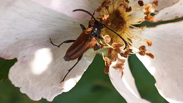 Pseudovadonia livida - barnás virágcincér
