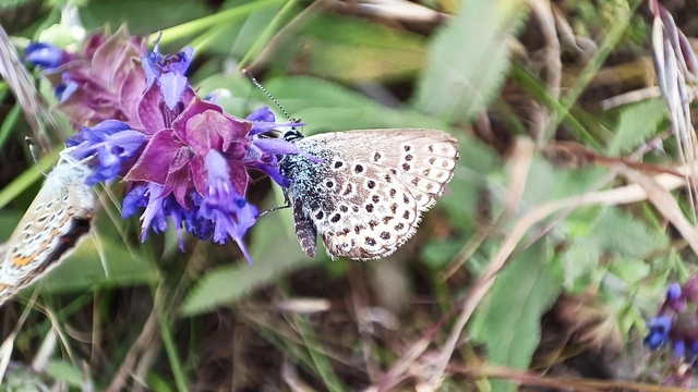 Plebejus argus - ezüstös boglárka