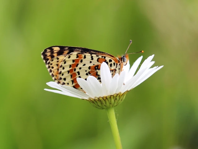Melitaea didyma - tüzes tarkalepke