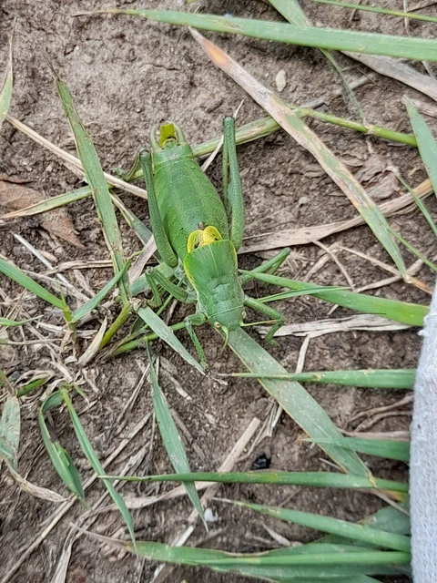 Polysarcus denticauda - fogasfarkú szöcske