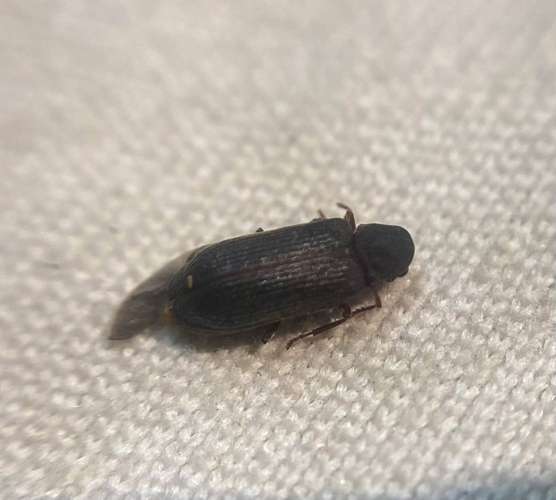 Cacotemnus thomsoni