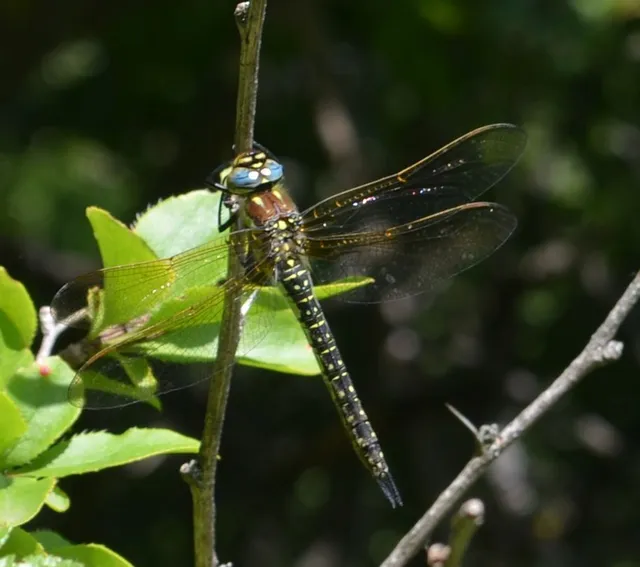 Brachytron pratense - szőrös karcsúacsa