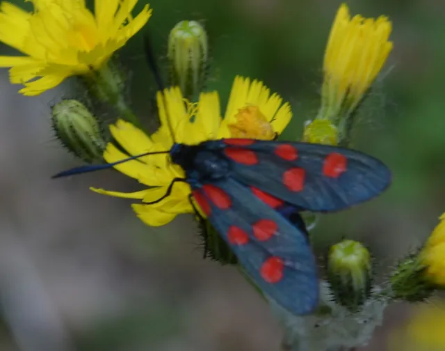 Microlepidoptera - Molylepkék Microlepidoptera - Molylepkék