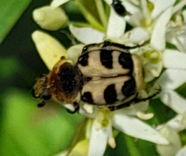 Trichius sexualis - keleti prémesbogár