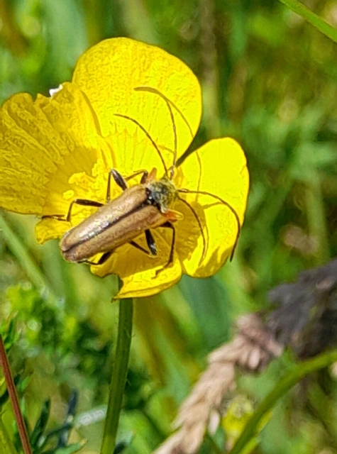 Cortodera flavimana - boglárkacincér