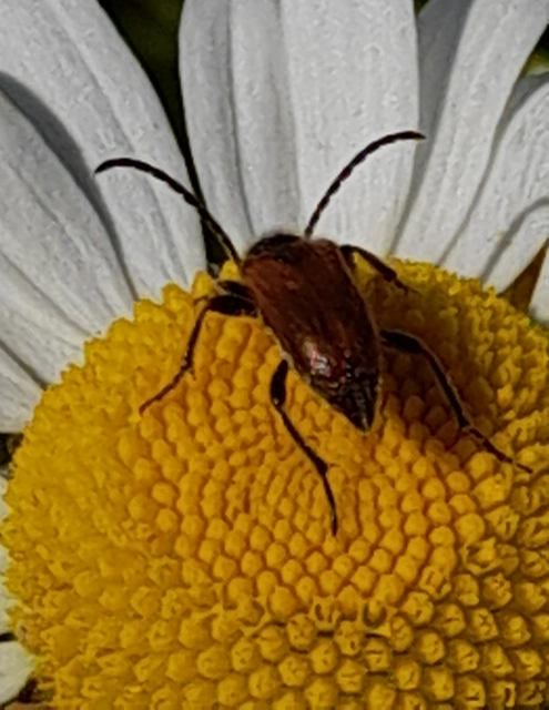 Pseudovadonia livida - barnás virágcincér