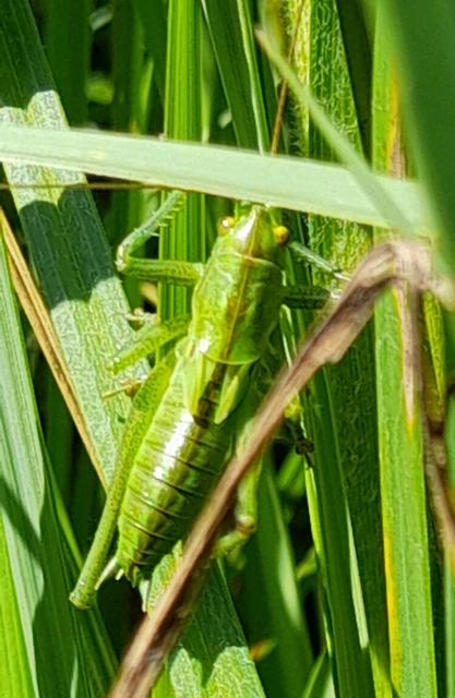 Tettigonia
