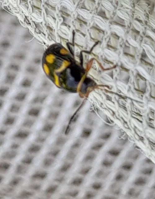 Cryptocephalus anticus - réti zömökbogár