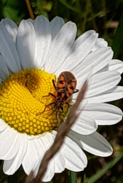 Spilostethus saxatilis - virágbodobács