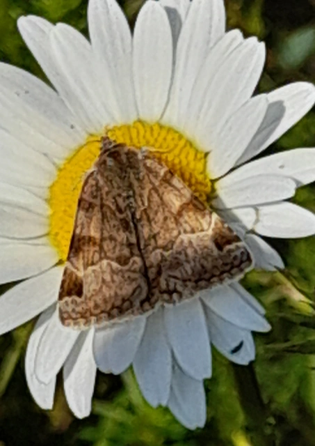 Euclidia glyphica - közönséges nappalibagoly