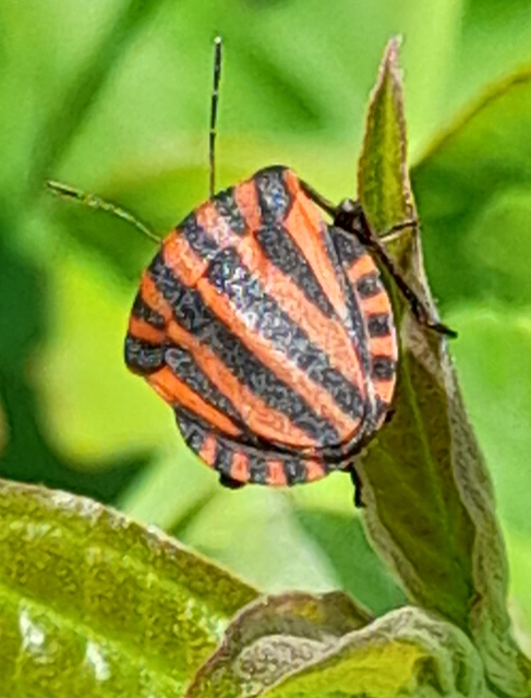 Graphosoma italicum - csíkos pajzsospoloska