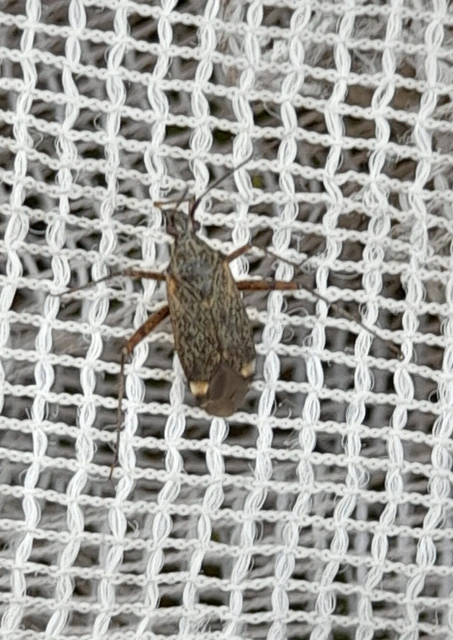 Closterotomus fulvomaculatus - komlópoloska