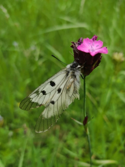 Parnassius mnemosyne - kis apollólepke