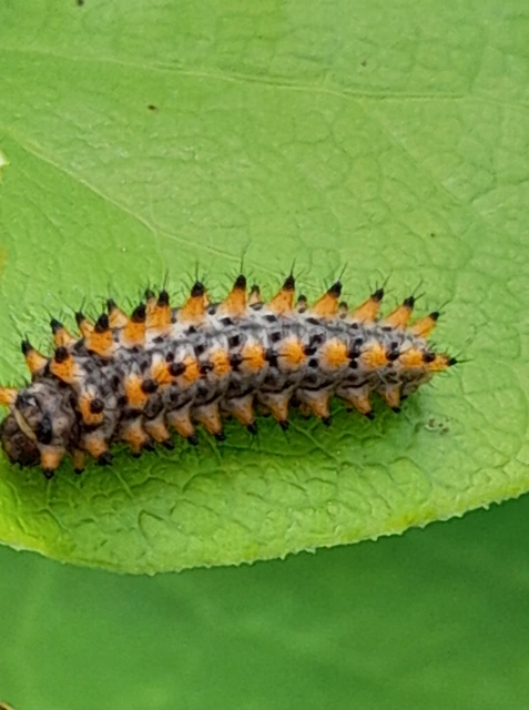Zerynthia polyxena - farkasalmalepke