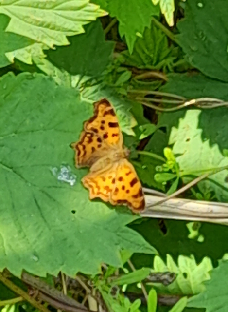 Nymphalis c-album - C-betűs lepke