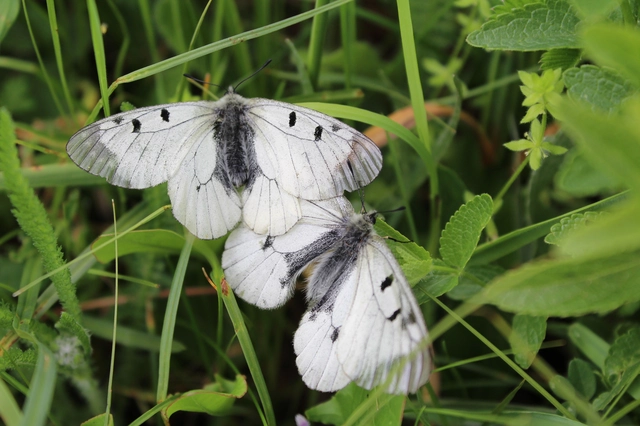 Parnassius mnemosyne - kis apollólepke