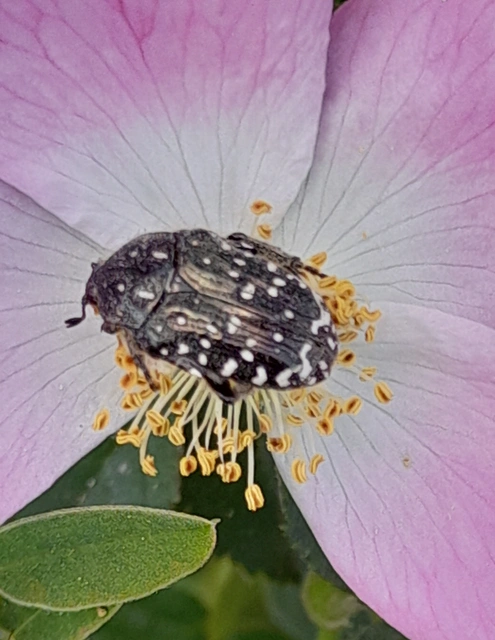 Oxythyrea funesta - sokpettyes virágbogár