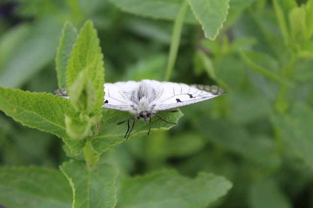 Parnassius mnemosyne - kis apollólepke