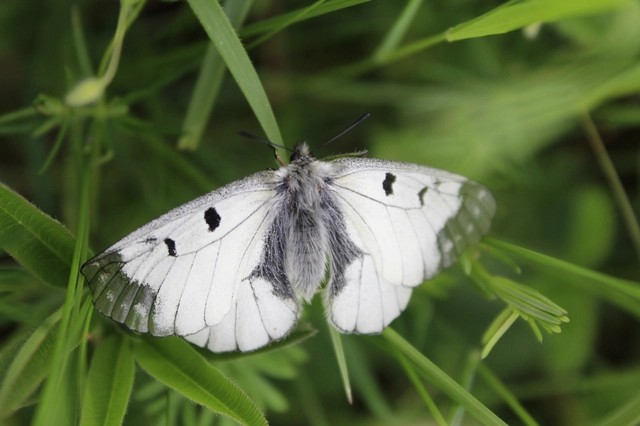 Parnassius mnemosyne - kis apollólepke