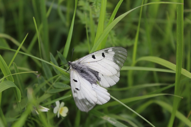 Parnassius mnemosyne - kis apollólepke