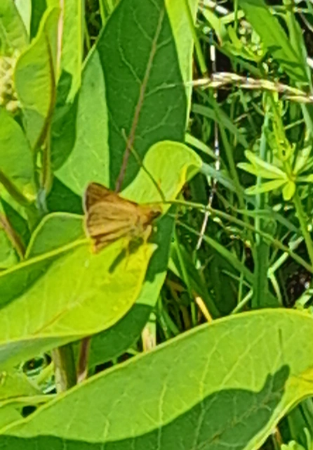 Ochlodes sylvanus - erdei busalepke