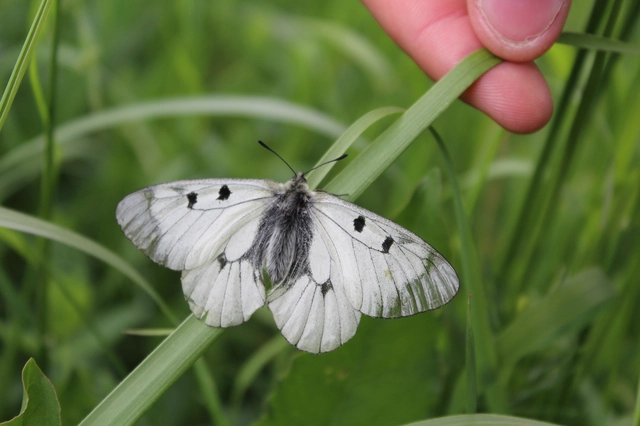 Parnassius mnemosyne - kis apollólepke