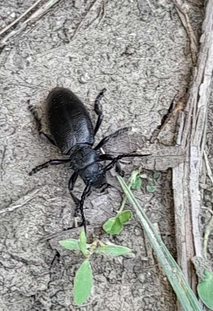 Dorcadion aethiops - fekete gyalogcincér