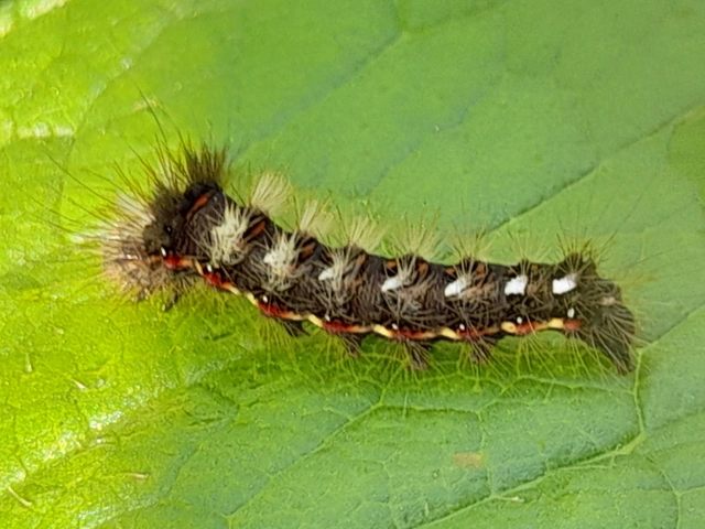 Acronicta rumicis - sóska-szigonyosbagoly