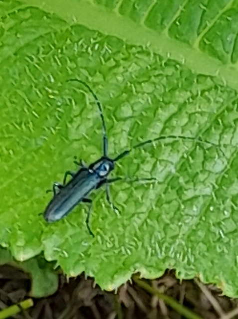 Agapanthia viti