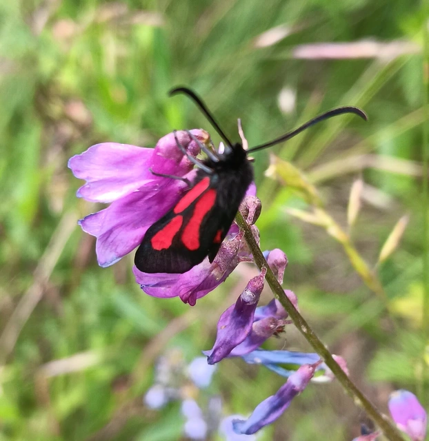 Zygaena brizae - magyar csüngőlepke