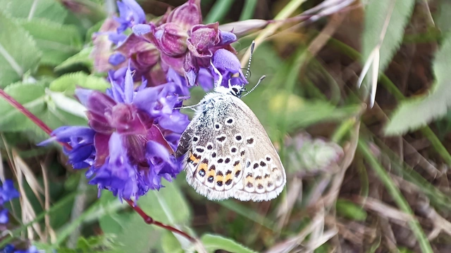 Plebejus argus - ezüstös boglárka
