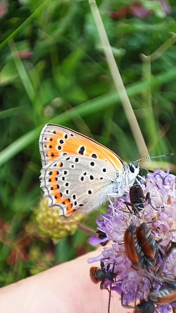 Lycaena thersamon - kis tűzlepke