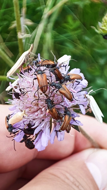 Pseudovadonia livida - barnás virágcincér