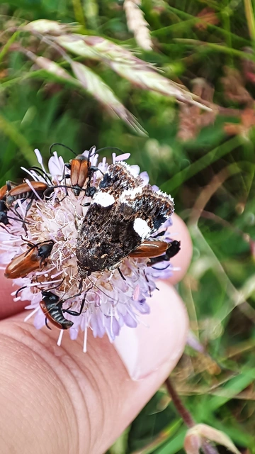 Tyta luctuosa - fekete nappalibagoly