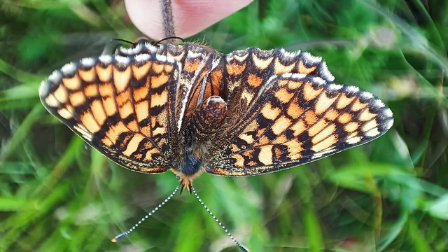Melitaea phoebe - nagy tarkalepke