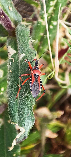 Rhynocoris iracundus - közönséges gyilkospoloska