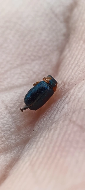Smaragdina