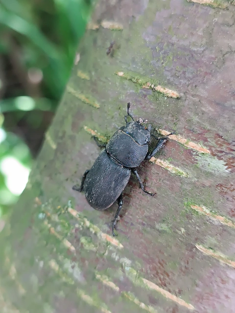 Dorcus parallelipipedus - kis szarvasbogár