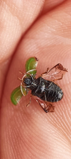 Cassida rubiginosa - lapos pajzsbogár Cassida rubiginosa - lapos pajzsbogár