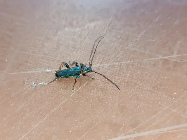 Phymatodes testaceus - változékony korongcincér