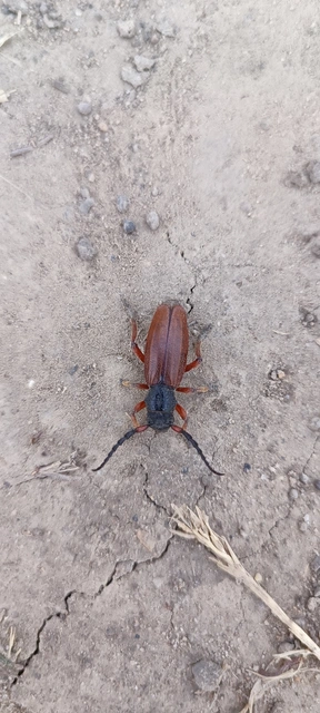 Dorcadion fulvum - barna gyalogcincér