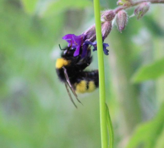 Bombus haematurus - mediterrán poszméh