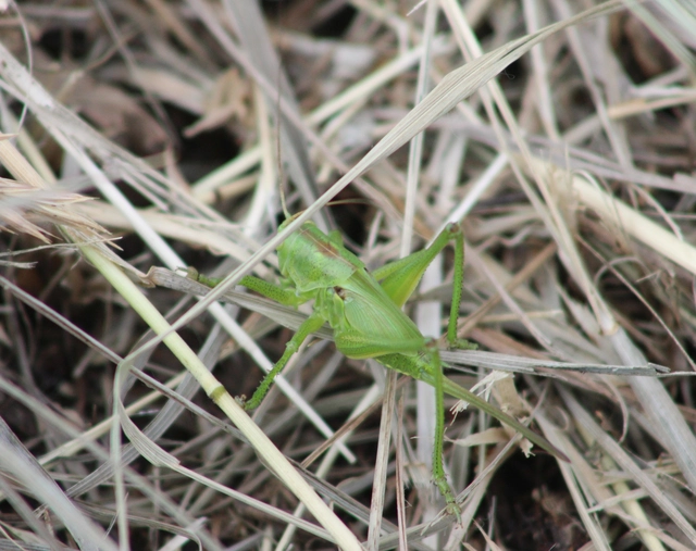 Tettigonia