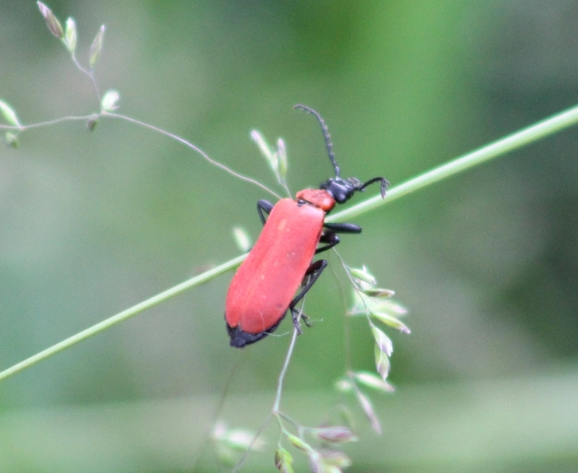 Pyrochroa coccinea - nagy bíborbogár