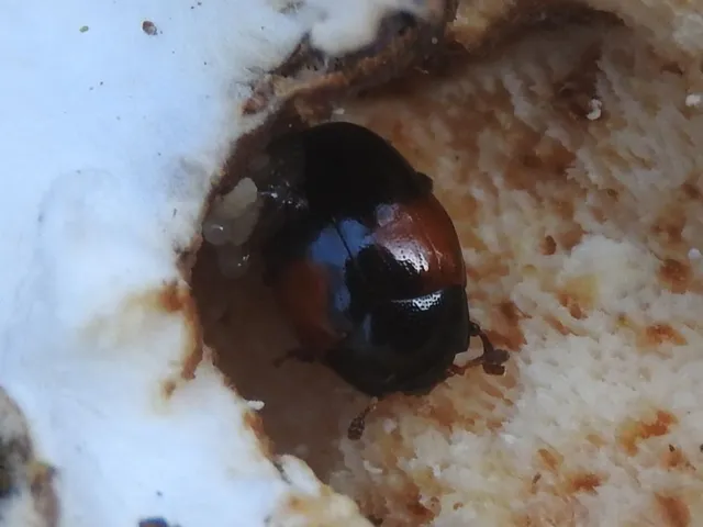 Tritoma bipustulata - feketenyakú tarbogár