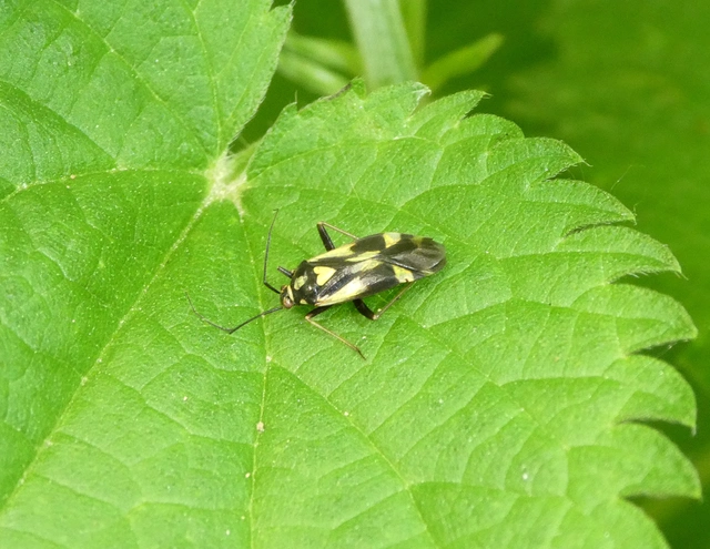 Grypocoris sexguttatus - hatpettyes díszpoloska Grypocoris sexguttatus - hatpettyes díszpoloska