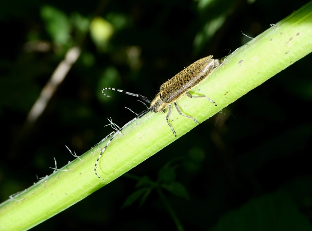 Agapanthia villosoviridescens - fehérgyűrűs bogáncscincér