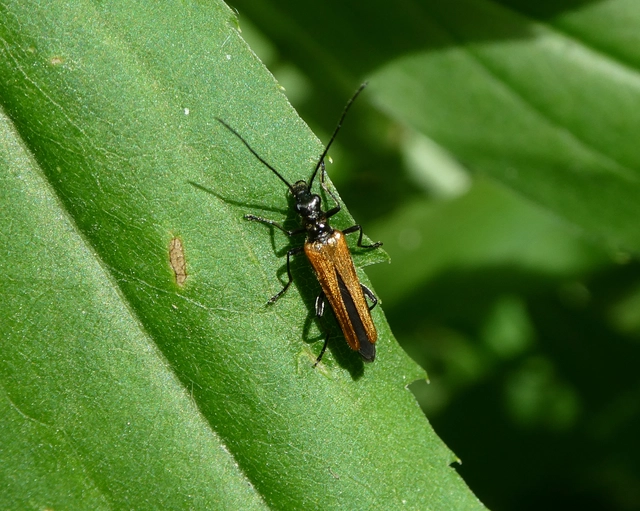 Oedemera femorata - sárgahátú álcincér