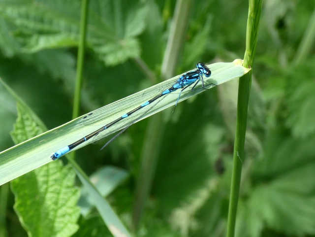 Coenagrion pulchellum - karcsú légivadász