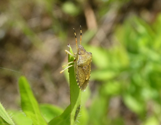 Peribalus strictus - tavaszi címerespoloska Peribalus strictus - tavaszi címerespoloska